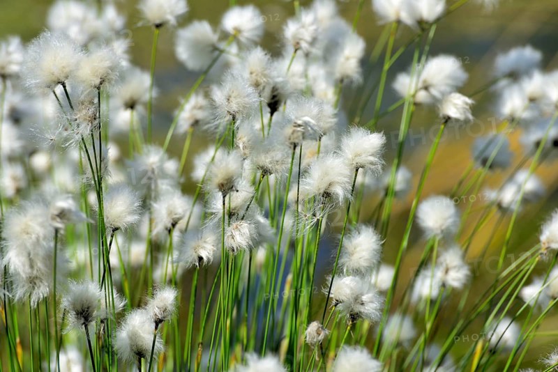Flowering hare's-tail cottongrass (Eriophorum vaginatum) in moorland