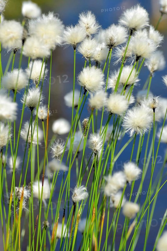 Flowering hare's-tail cottongrass (Eriophorum vaginatum) in moorland
