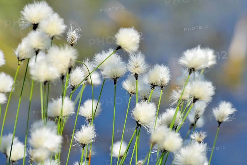 Flowering hare's-tail cottongrass (Eriophorum vaginatum) in moorland