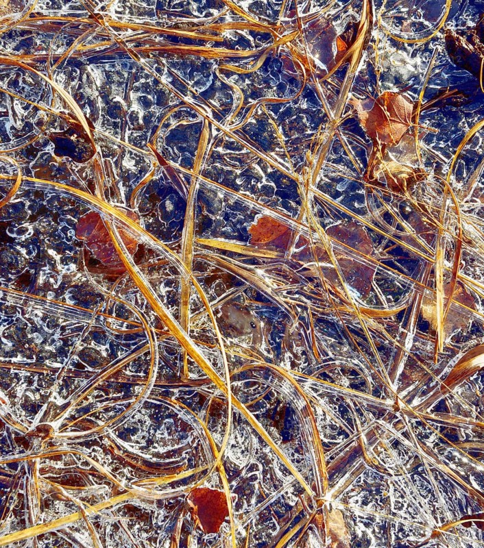 Frozen blades of grass and leaves in ice