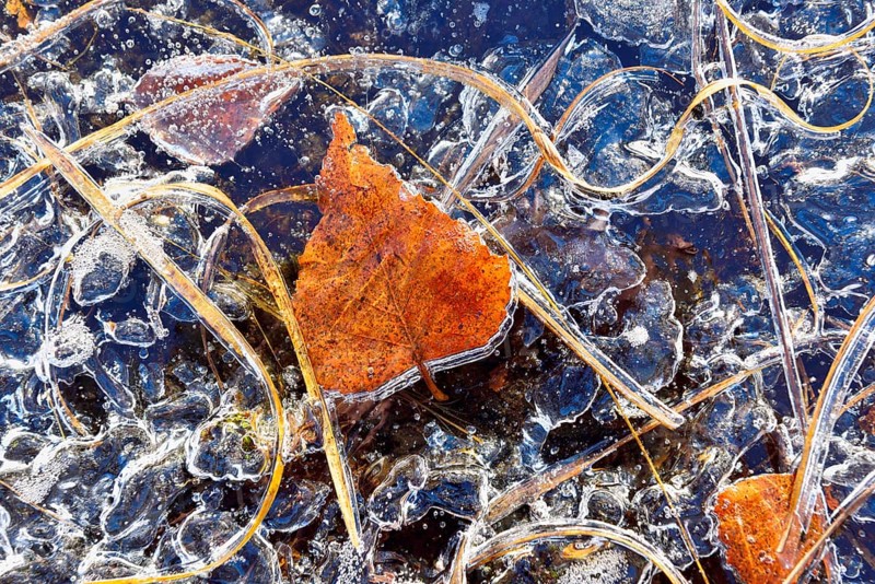 Frozen blades of grass and leaves in ice
