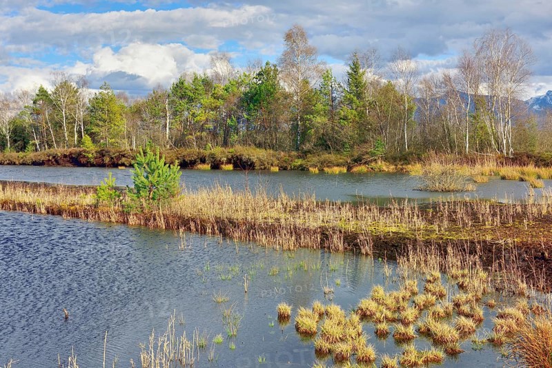 Moor landscape