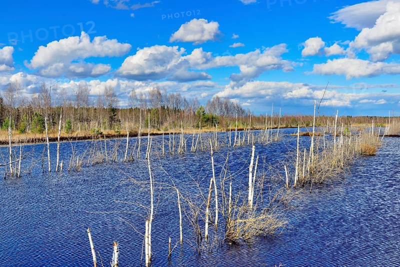 Flooded peat extraction area with dead birch trees (Betula Pubescens) in cloudy sky
