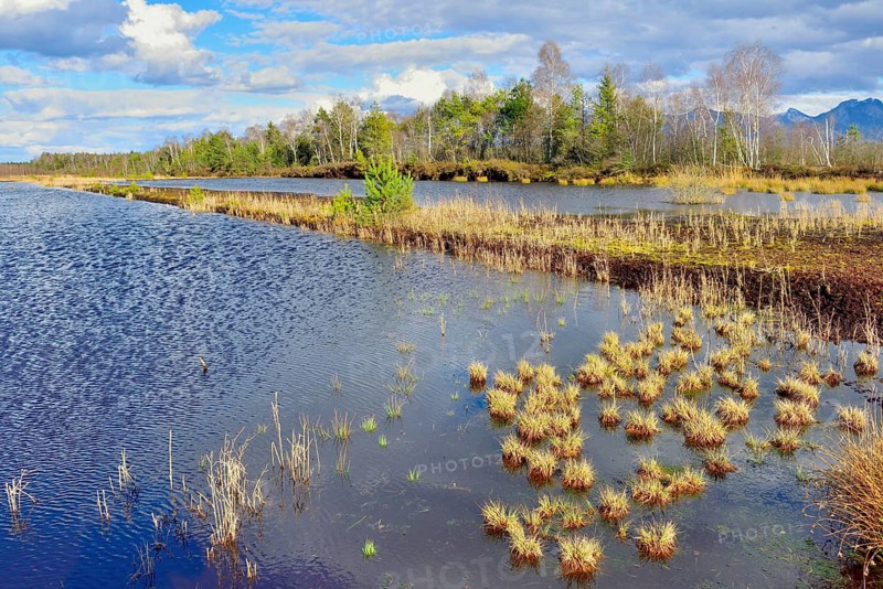 Flooded peat extraction areas with Common reed (Phragmites australis) and birches (Betula Pubescens)