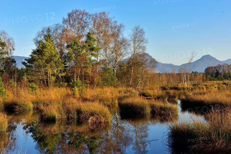 Pines (Pinus sylvestris) and birches (Betula pubescens) on moor pond with Common Club-rushes (Schoenoplectus lacustris)