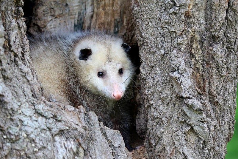 Virginia Opossum (Didelphis virginiana)