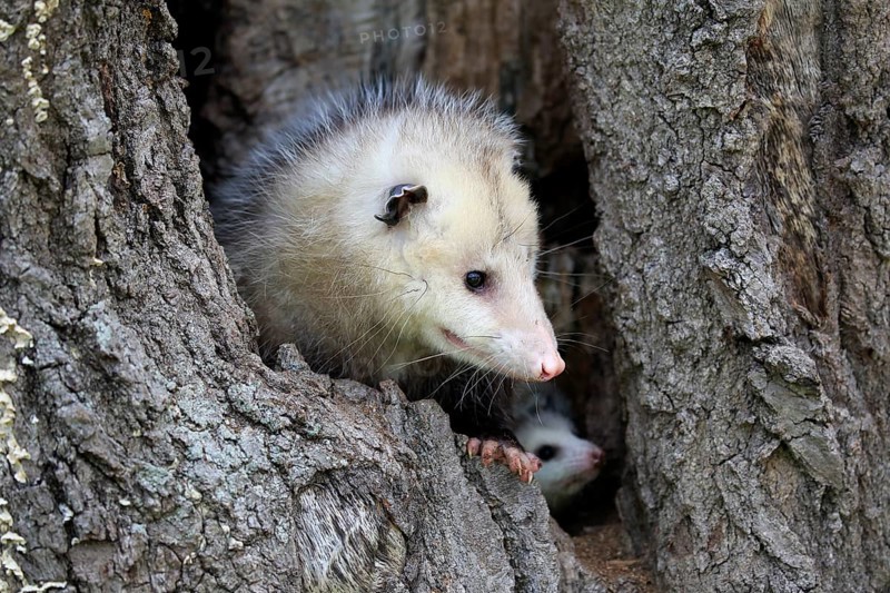 Virginia Opossum (Didelphis virginiana)
