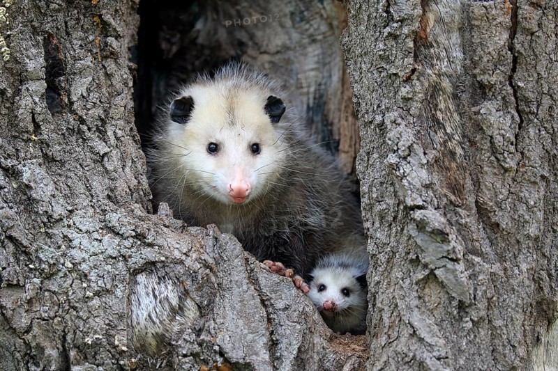 Virginia Opossum (Didelphis virginiana)