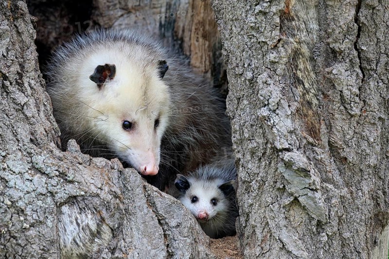 Virginia Opossum (Didelphis virginiana)