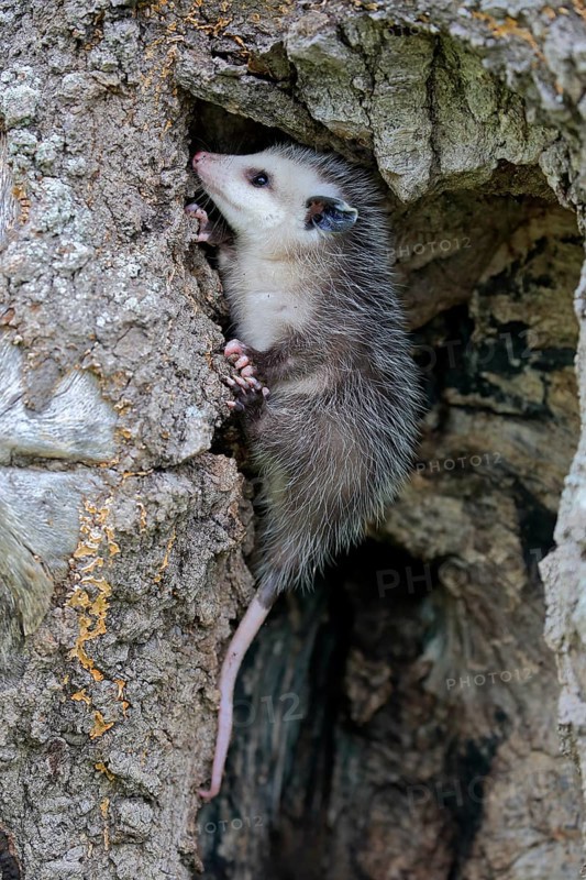 Virginia Opossum (Didelphis virginiana)