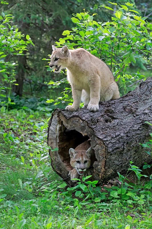 Two cougars (Puma concolor)