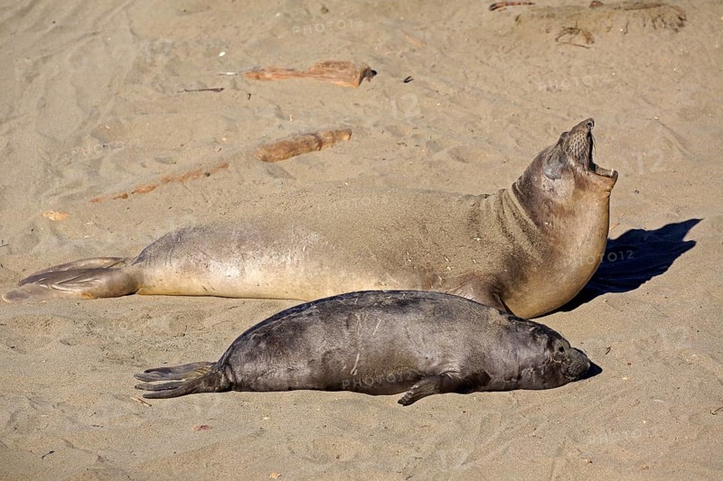 Northern Elephant Seals (Mirounga angustirostris)