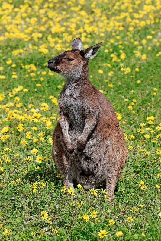 Western gray kangaroo (Macropus fuliginosus fuliginosus)