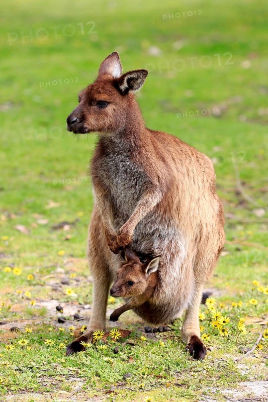Western gray kangaroo (Macropus fuliginosus fuliginosus)