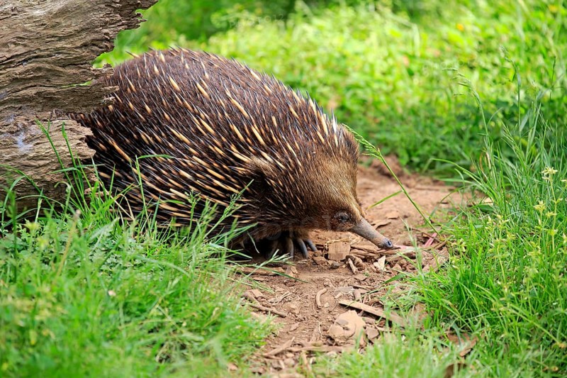 Short-beaked echidna (Tachyglossus aculeatus)