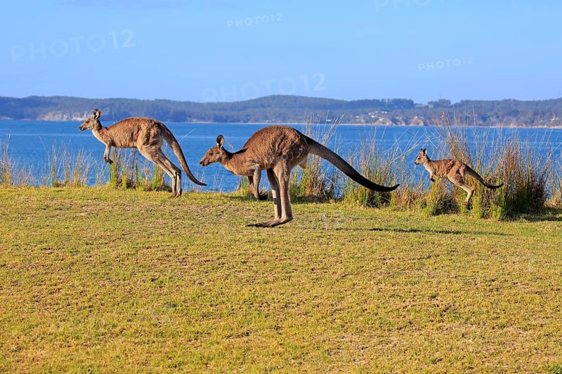 Eastern grey kangaroos (Macropus giganteus)