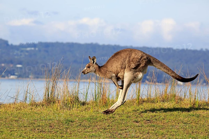 Eastern grey kangaroo (Macropus giganteus)