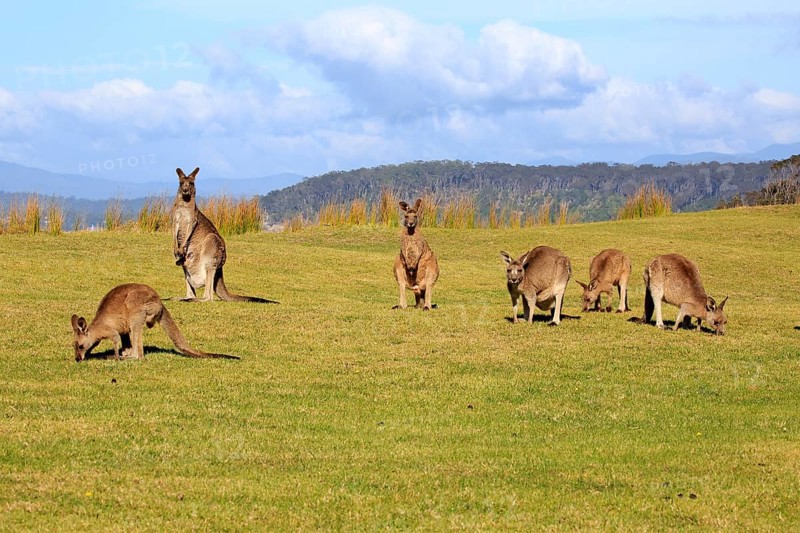 Eastern grey kangaroos (Macropus giganteus)