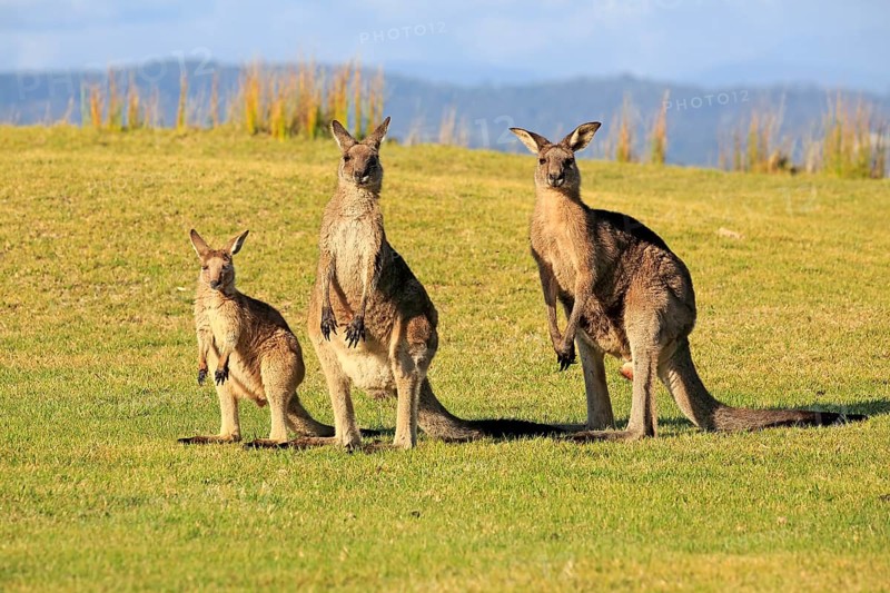 Eastern grey kangaroos (Macropus giganteus)