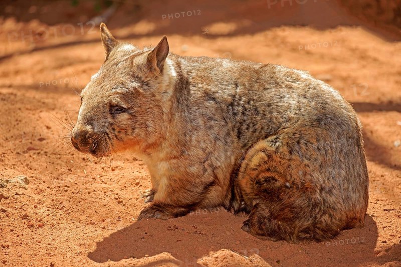 Southern hairy-nosed wombat (Lasiorhinus latifrons)