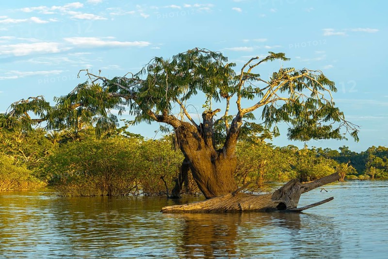 Tree (Macrolobium acaciifolium) in Laguna Grande
