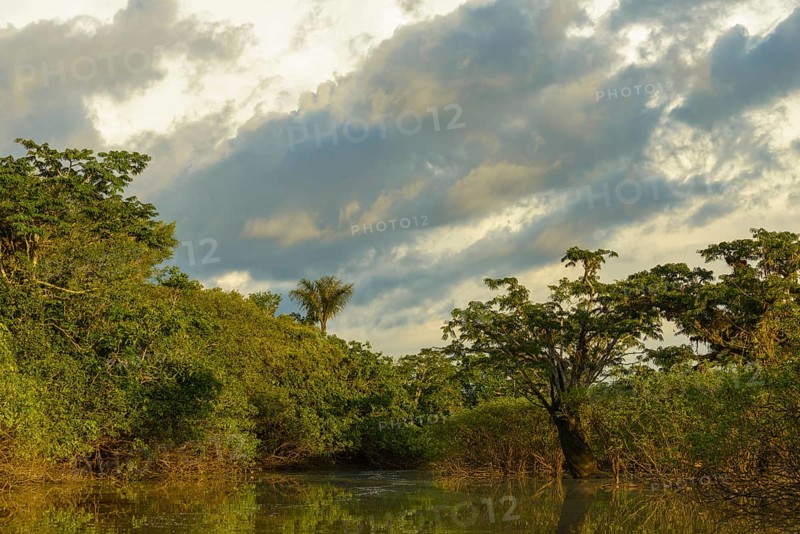Rainforest vegetation