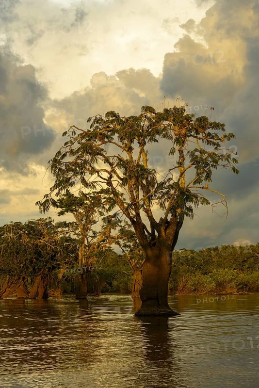 Tree (Macrolobium acaciifolium) in Laguna Grande