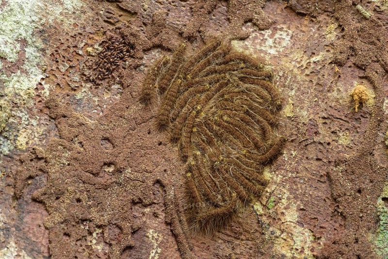 Caterpillars of the processionary moth (Thaumetopoeinae)