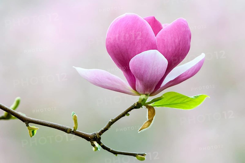 Saucer Magnolia (Magnolia x soulangeana)