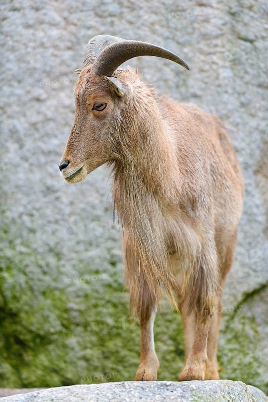 Barbary sheep (Ammotragus lervia)