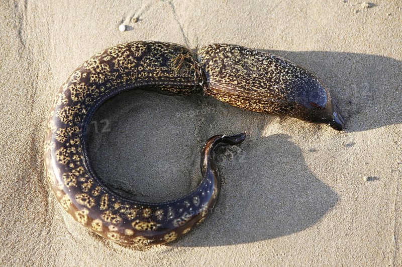 At a nylon cord perished moray (Muraenidae)