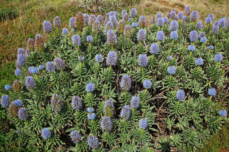 Pride of Madeira (Echium candicans)