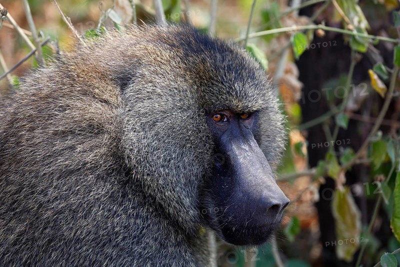 Anubis or olive baboon (Papio anubis)