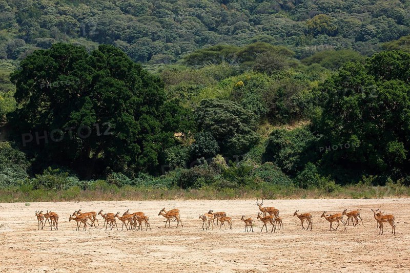 Impala (Aepyceros melampus)