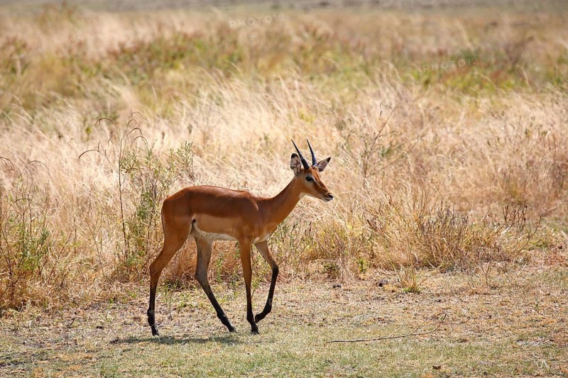Impala (Aepyceros melampus)