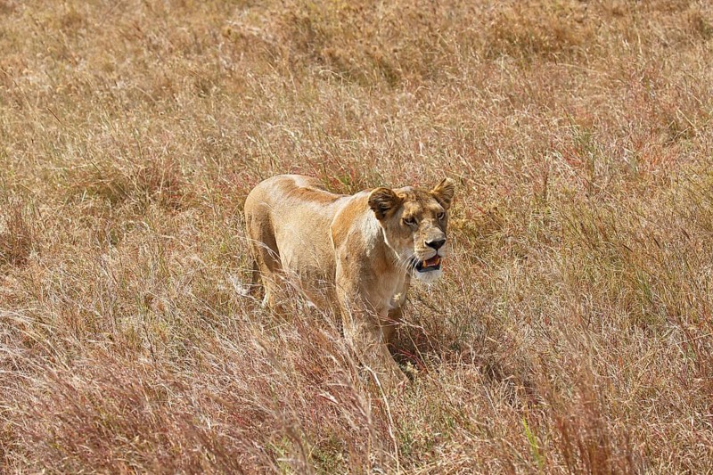 Pregnant lioness wandering in savannah