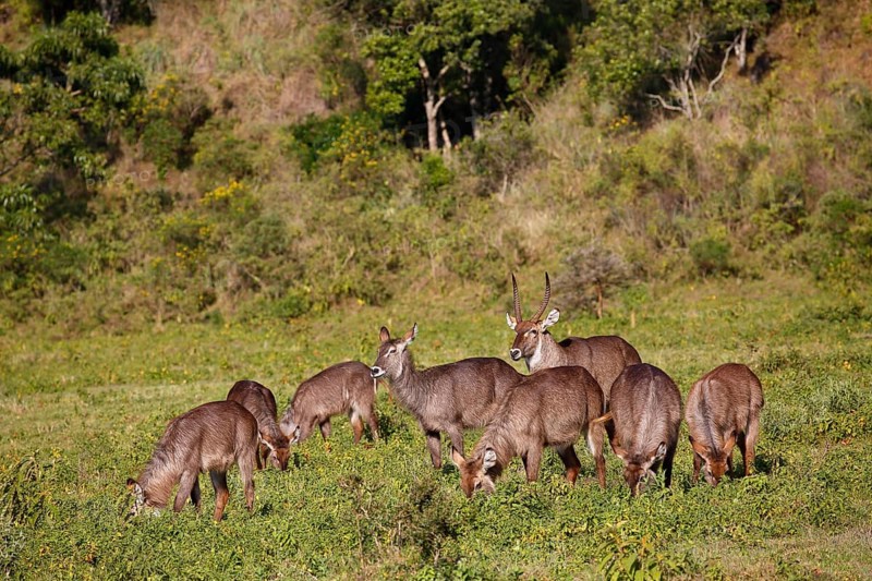 Waterbuck (Kobus ellipsiprymnus)