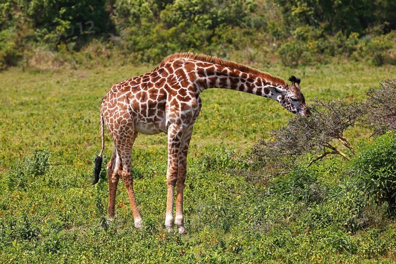 Maasai giraffe (Giraffa camelopardalis) feeding