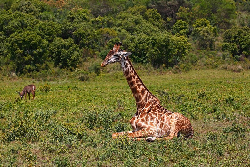 Maasai giraffe (Giraffa camelopardalis) sitting on ground