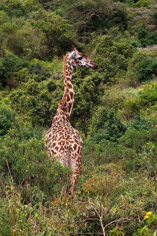 Giraffe (Giraffa camelopardalis) in dense bushland