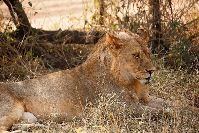 African lion (Panthera leo)
