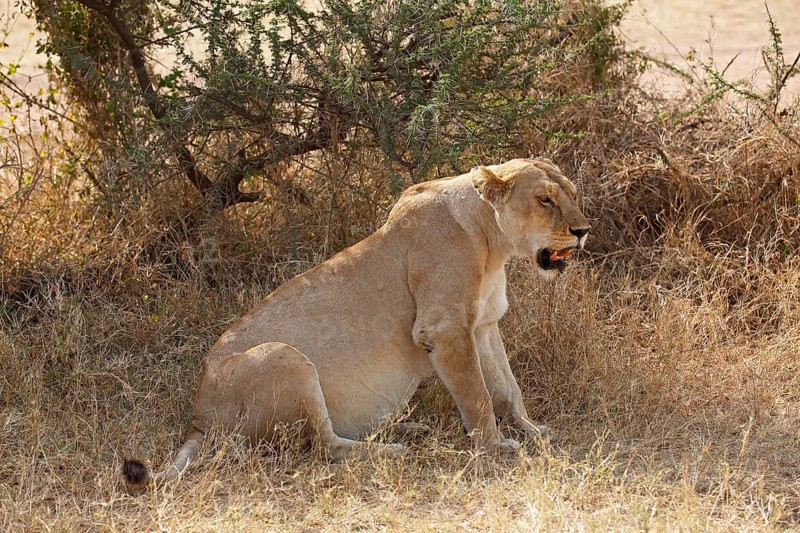 Lioness