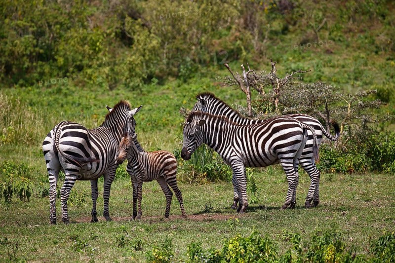Zebra family (Equus quagga) including mother with young animal