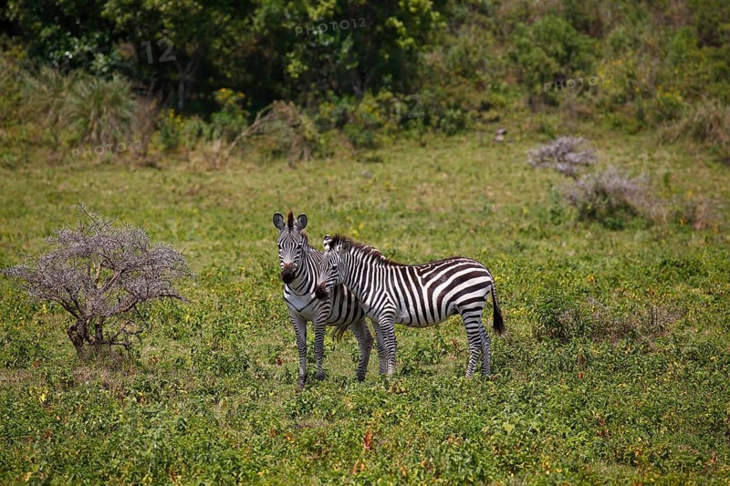 Two zebras (Equus quagga) among the bush