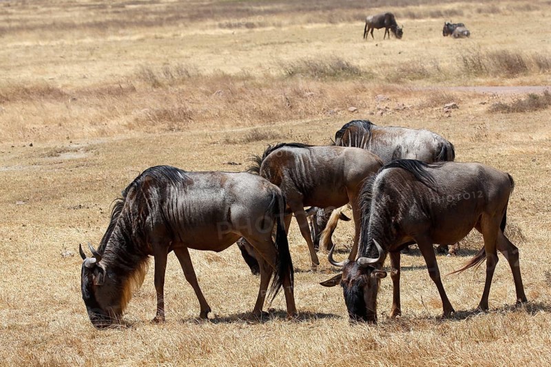 Several wildebeest (Connochaetes sp.) grazing