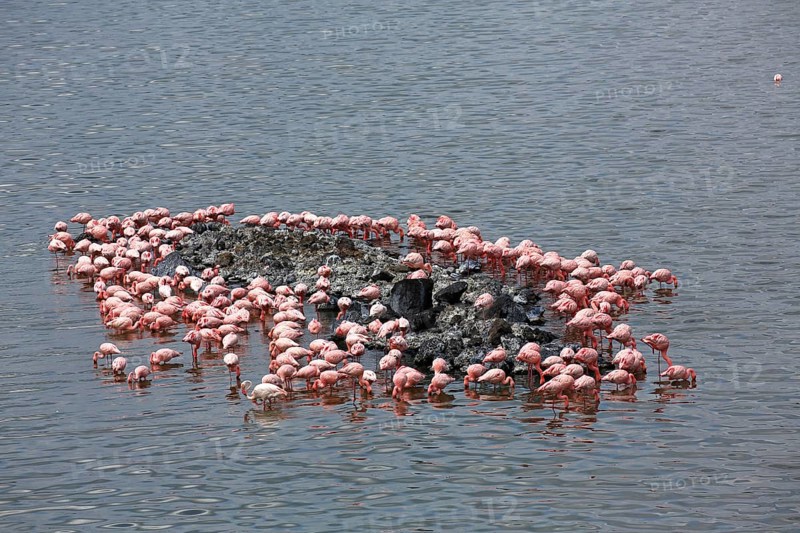 Lesser flamingos (Phoeniconaias minor) and flamingos (Phoenicopterus roseus)