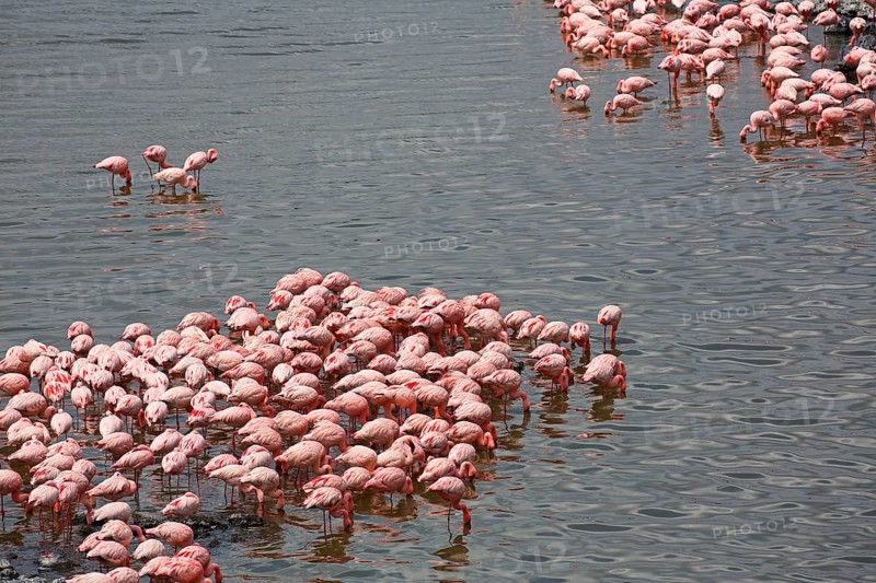 Lesser flamingos (Phoeniconaias minor)