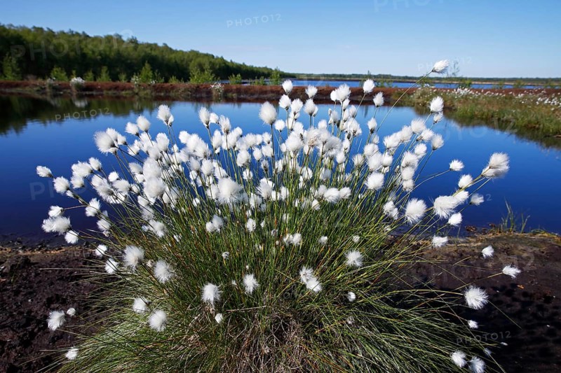 Flowering hare's-tail cottongrass (Eriophorum vaginatum)