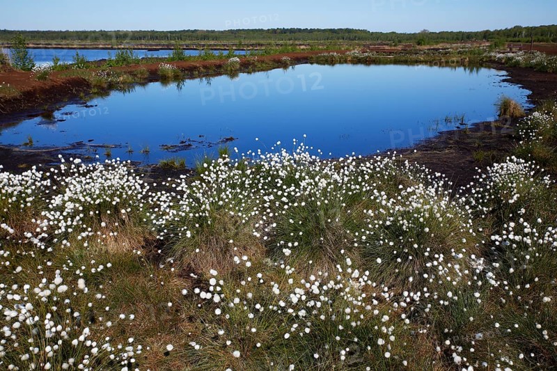 Flowering hare's-tail cottongrass (Eriophorum vaginatum)
