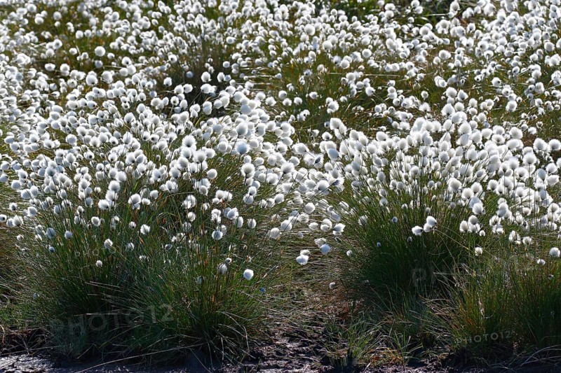 Flowering hare's-tail cottongrass (Eriophorum vaginatum)